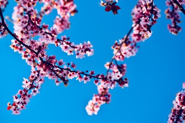 Spring pink blooming flowers in spring