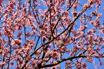 Spring pink blooming flowers in spring