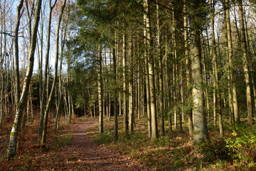 chemin au milieu des arbres en automne