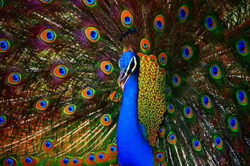 Obraz premium A vivid portrait of a dancing Peacock close up