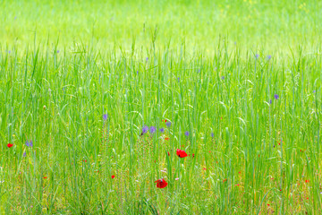 Closeup view of a field with grass, poppies on a sunny day