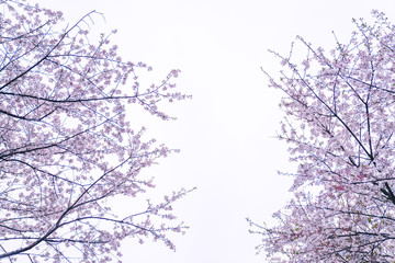 Fototapeta na wymiar Cherry blossoms are in full bloom in spring, and the park is full of spring