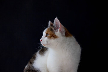 portrait of a cat in the black background