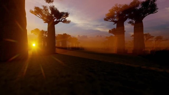 African baobab trees alley at sunset time