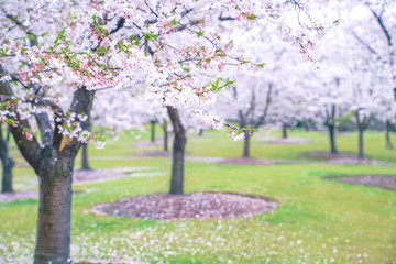 Cherry blossoms are in full bloom in spring, and the park is full of spring
