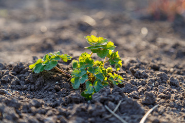 Plant sprouts in spring in the sunlight.