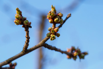 The buds of fruit trees in the sunlight open in spring.