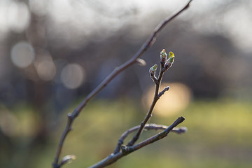 The buds of fruit trees in the sunlight open in spring.