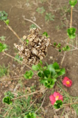 公園の枯れた紫陽花と若葉