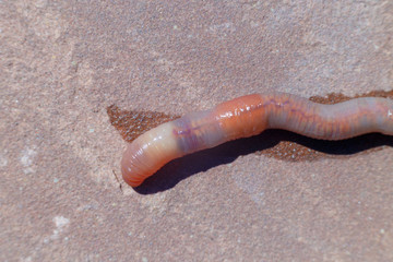 Earthworm closeup on a background of natural stone.