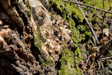 tree with moss on roots in a green forest or moss on tree trunk. Tree bark with green moss. Azerbaijan nature.