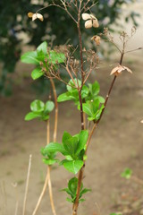 公園の枯れた紫陽花と若葉