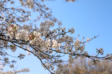 桜
