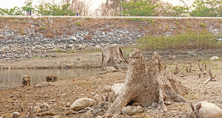 Fototapeta premium Dry trees stump near the water in the dry season.