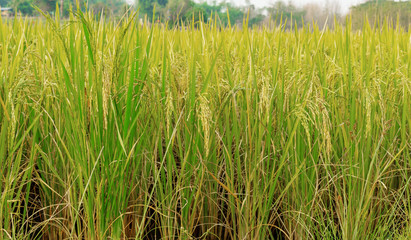 rice field in thailand