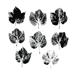 Imprints of grape leaves. Set of silhouettes of natural leaves of grapes. Vector illustration.