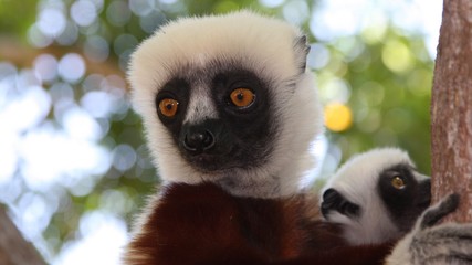 Madagascar