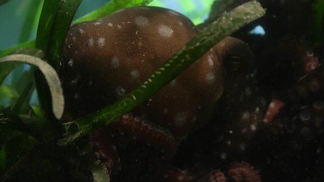 Octopus filmed in natural environment