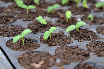 cucumber seedlings in plastic viols, fresh green cucumber plants,