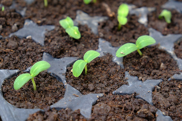 cucumber seedlings in plastic viols, fresh green cucumber plants,