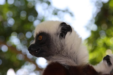 Madagascar