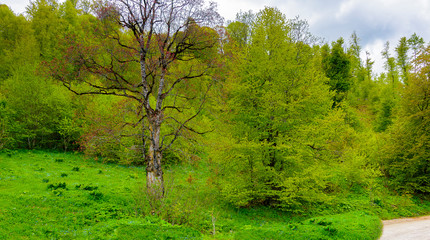 Obraz premium Beautiful mountain panorama with lush greens, blue skies, and puffy clouds