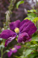 Fototapeta premium purple clematis