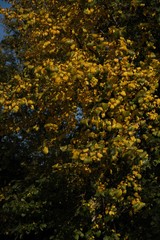 Tree in autumn with yellow leaves.
