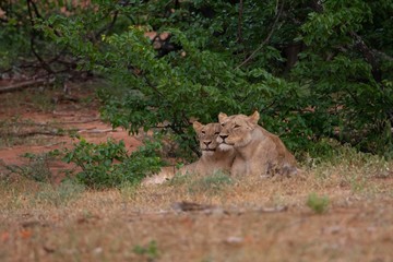 Two female Lions resting together