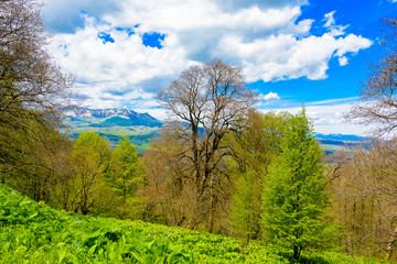 Beautiful mountain panorama with lush greens, blue skies, and puffy clouds