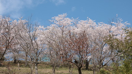 Fototapeta premium お花見