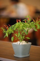 herbs in a pot