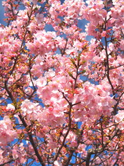 青空と満開の河津桜