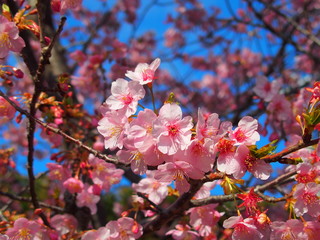 青空と満開の河津桜