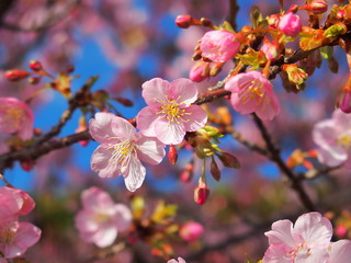 青空と満開の河津桜