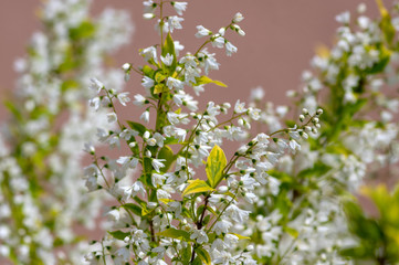 Deutzia gracilis duncan Chardonnay pearls white flowering shrub, beautiful ornamental flowers in bloom