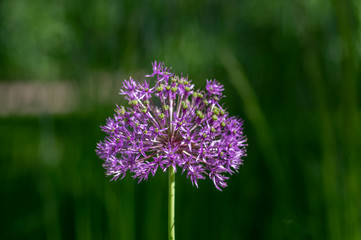 Allium hollandicum flowering springtime plant, group of purple persian ornamental onion flowers in bloom