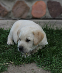 A good boy puppy of a light color Labrador Retriever is resting on a green lawn against a stone wall.
