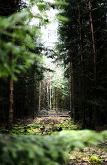 Wald 