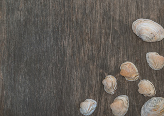seashells on a wooden background, there is a place for text