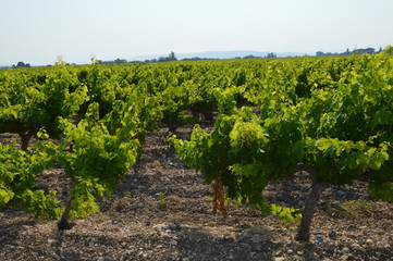 Provence champ de vignes