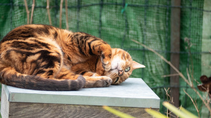 tres beau Chat Bengal qui joue dans le jardin et qui pren le soleil.