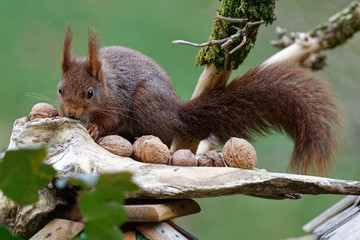 écureuil © Olympixel