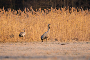 Common crane in wild nature