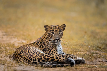 Gazing leopard at Yala National Park