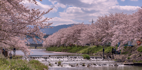福岡県糸島河川敷の桜