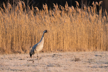 Common crane in wild nature