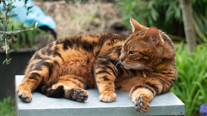 tres beau Chat Bengal qui joue dans le jardin et qui pren le soleil.