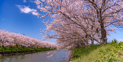 2020年4月、福岡県糸島市池田川の桜