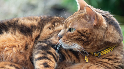 Tres Beau Chat Bengal Qui Joue Dans Le Jardin Et Qui Pren Le Soleil Wall Mural Francisco Tres Beau Chat Bengal Qui Joue Dans Le Jardin Et Qui Pren Le Soleil Wall Mural Francisco